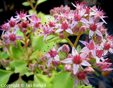 Sedum Populifolium-Ryhm 'Kurt Wecstrm', tuoksumaksaruoho